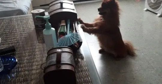 The World Gym en Figueres