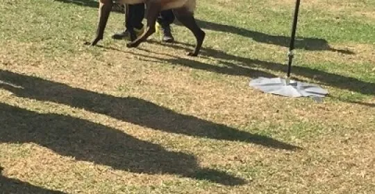 Agility Campo De Gibraltar en Los Barrios