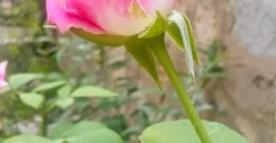 Fundación Proyecto Hombre Jaén en Jaén